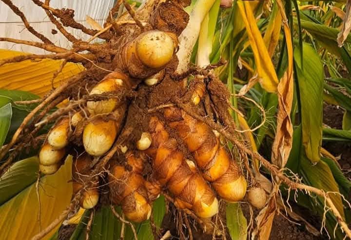 Turmeric_jo's tweet photo. متوفر #كركم بلدي طازج للبيع

خالي من اي سم��دات كيميائية
طبيعي عضوي 100%
   
#الطعام #الزراعة  واشراف من قبلنا من الزراعه للأنتاج

جاهز للأستخدام #كتوابل #مشروب

عبوة كيلو ب 11د
عبوة 500 غرام ب 5.50د
عبوة ال 200 غرام ب 2.50د

توصيل لجميع مناطق المملكة
عمان ب 2د باقي المحافظات ب 3د https://t.co/JkisvUNIYV