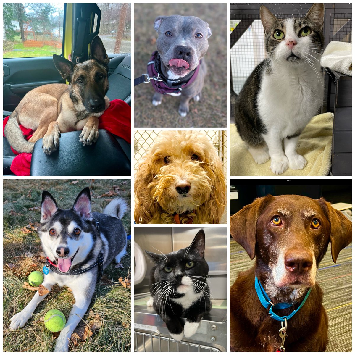 QASQuincy's tweet photo. Open today from 10 - 2pm! Come on down and meet a new furry friend! 
#adoptashelterpet https://t.co/MRgixxhuAH