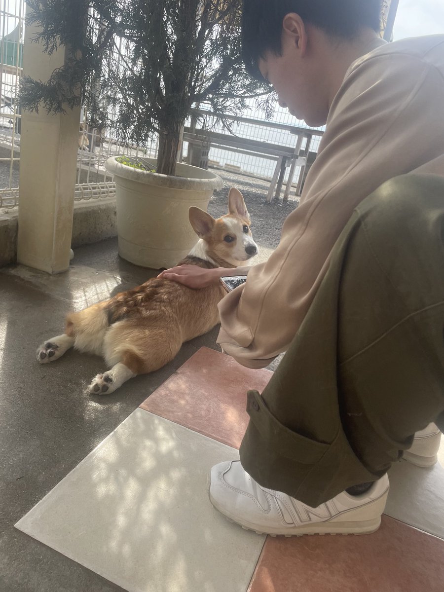 hyt74tkd's tweet photo. ドッグヒル。DOGHILLさん
夢の国でした。
幸せ���癒し空間。

#コーギー
#ドッグヒル
#DOGHILL https://t.co/cQkUXZt7Cn