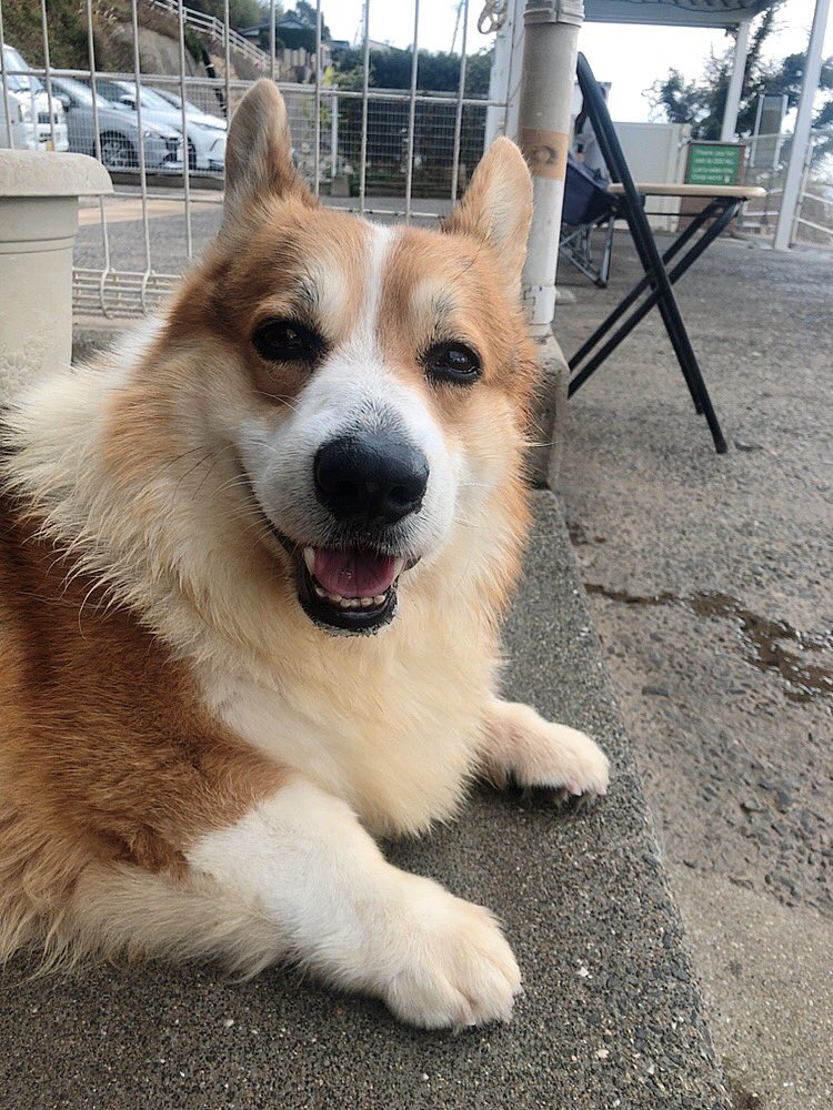 hyt74tkd's tweet photo. #コーギー
#DOGHILL
#ドッグヒル https://t.co/VbwoLRKNbU
