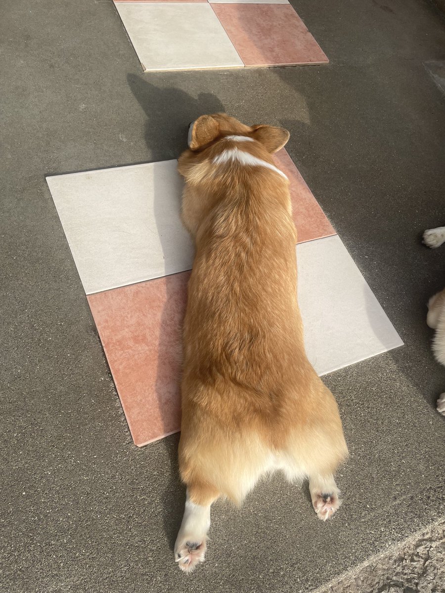 hyt74tkd's tweet photo. #コーギー
#DOGHILL
#ドッグヒル https://t.co/VbwoLRKNbU