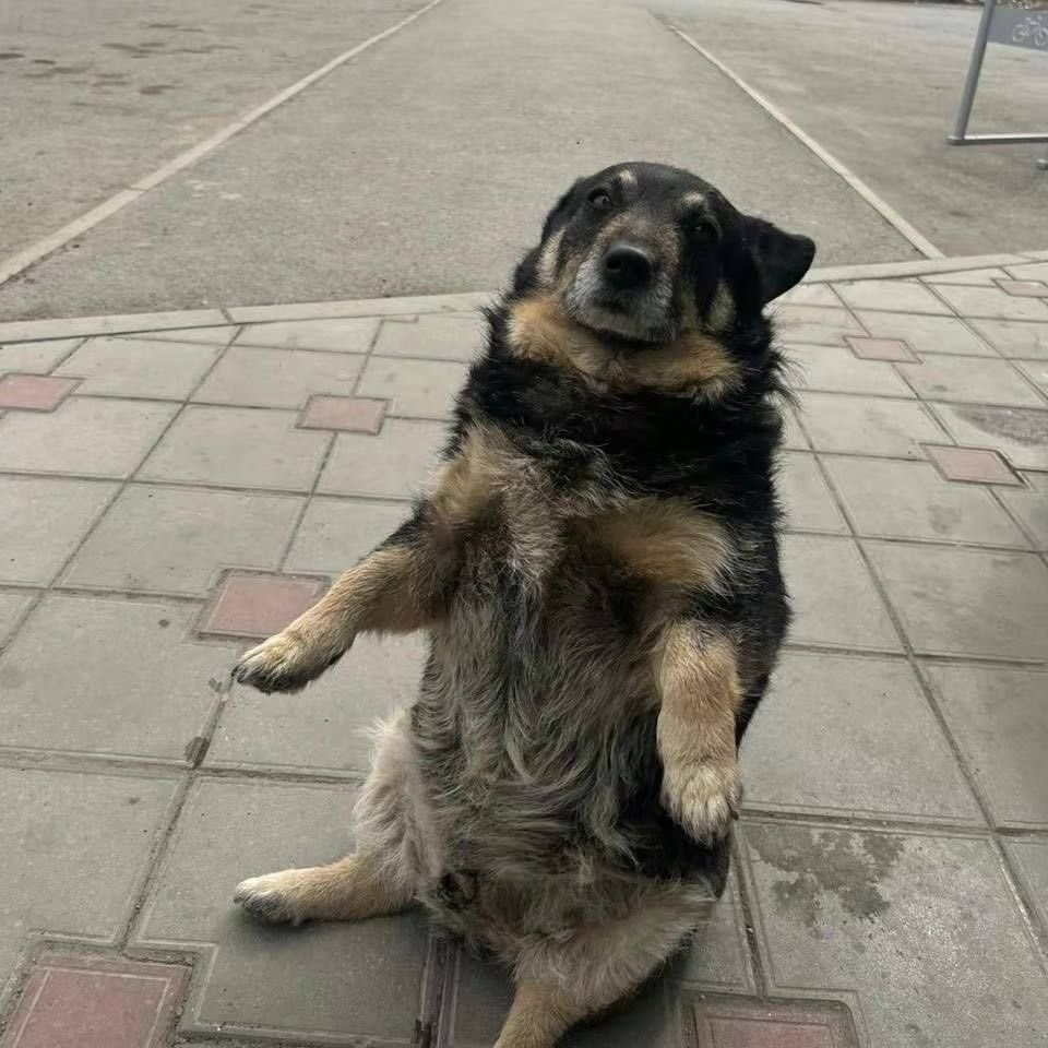 Fifu Rodriguez tweet media