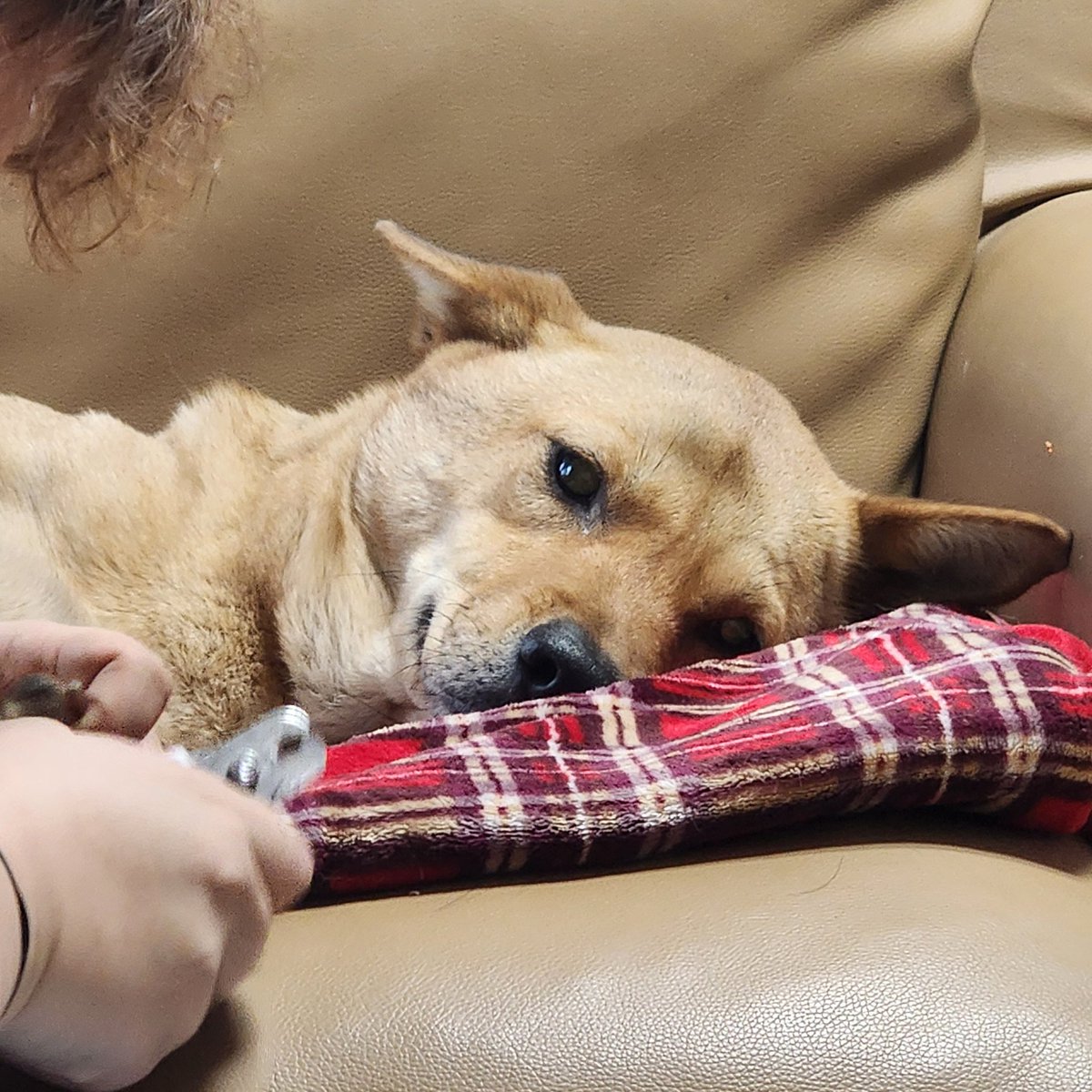발톱하기 짱 싫어도 엄마라서 참아주는 도그