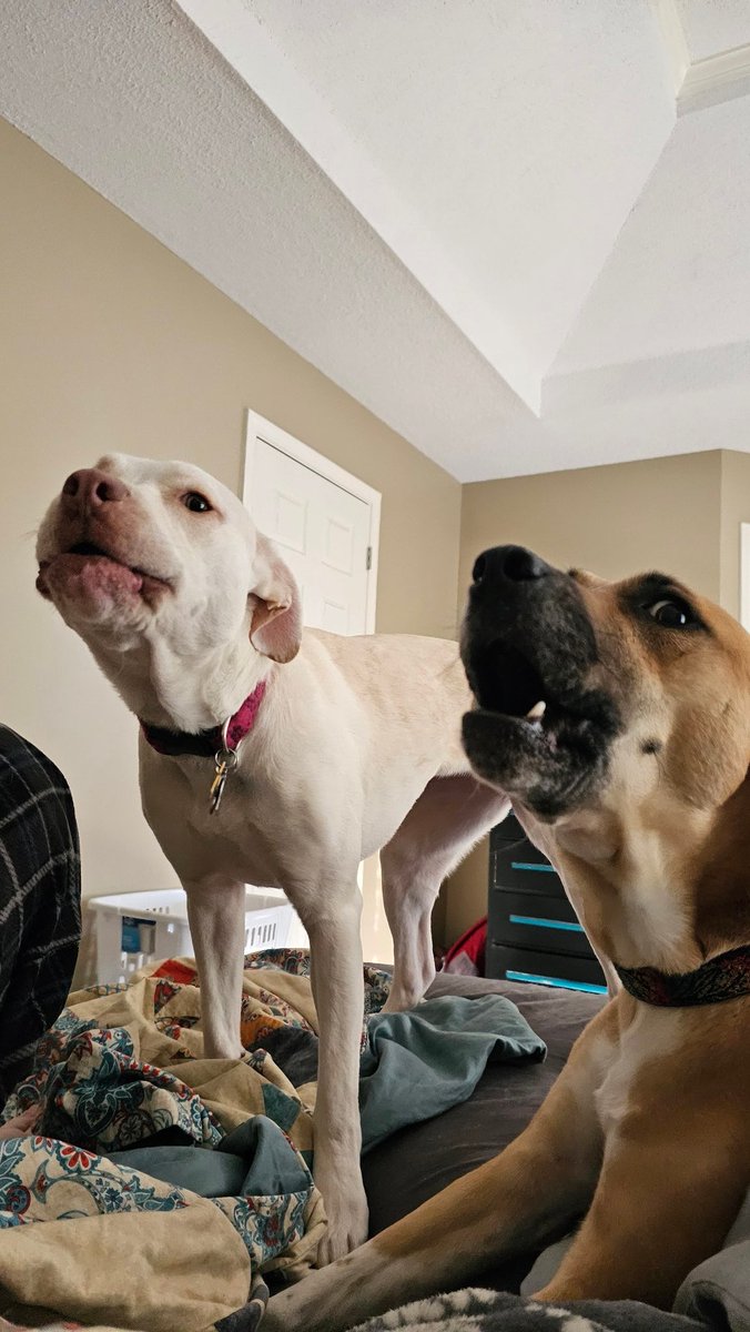 drnik46's tweet image. Some of us are better at howling than others. From these photos you might think it's Ruby, but you'd be wrong. #DailyRio #RubyRoo #RioAndRuby #Rhubarb