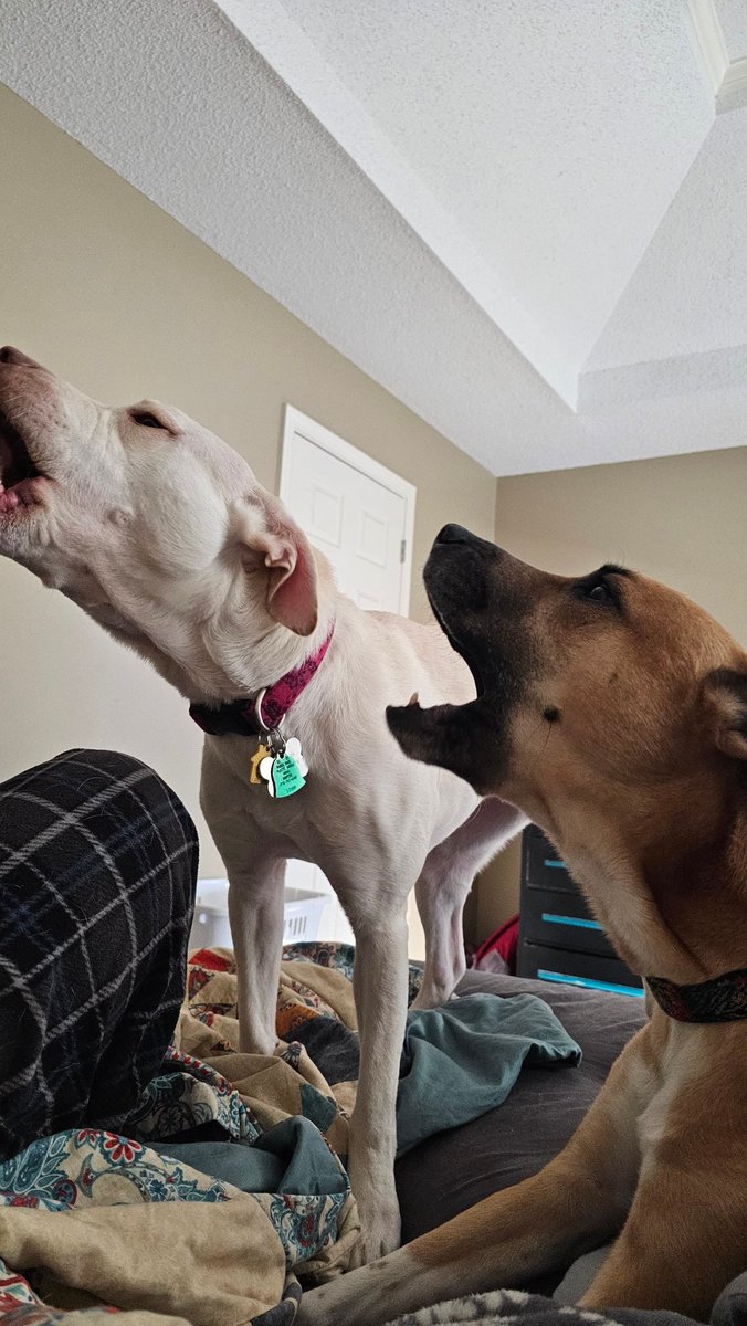 drnik46's tweet image. Some of us are better at howling than others. From these photos you might think it's Ruby, but you'd be wrong. #DailyRio #RubyRoo #RioAndRuby #Rhubarb