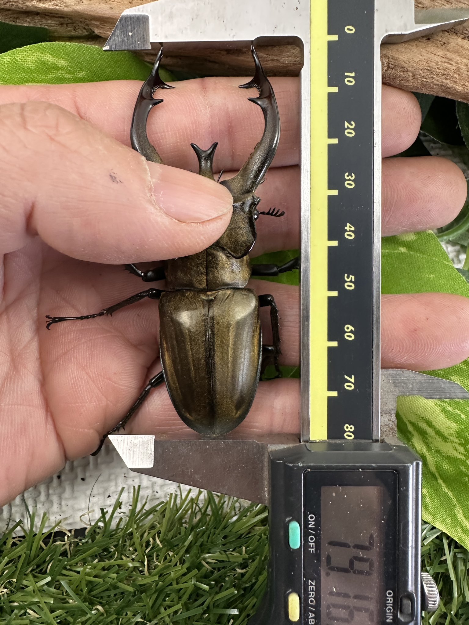 Sparkle Beetle】宮崎県産 WF1 超大型ミヤマクワガタ♂76.8mmペア
