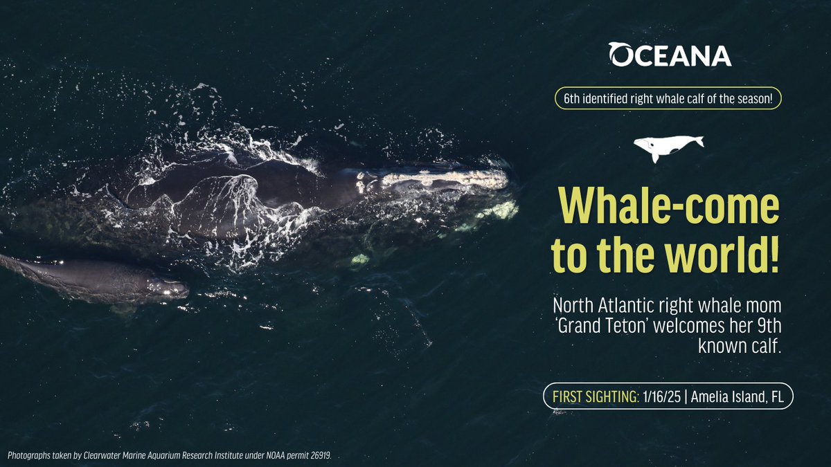A new North Atlantic right whale calf was born this week, making a real splash to help prevent this species’ extinction! 

Mother ‘Grand Teton’ was seen with her 9th known calf. At  least 44 years old, she is one of the older North Atlantic right whale mammas.