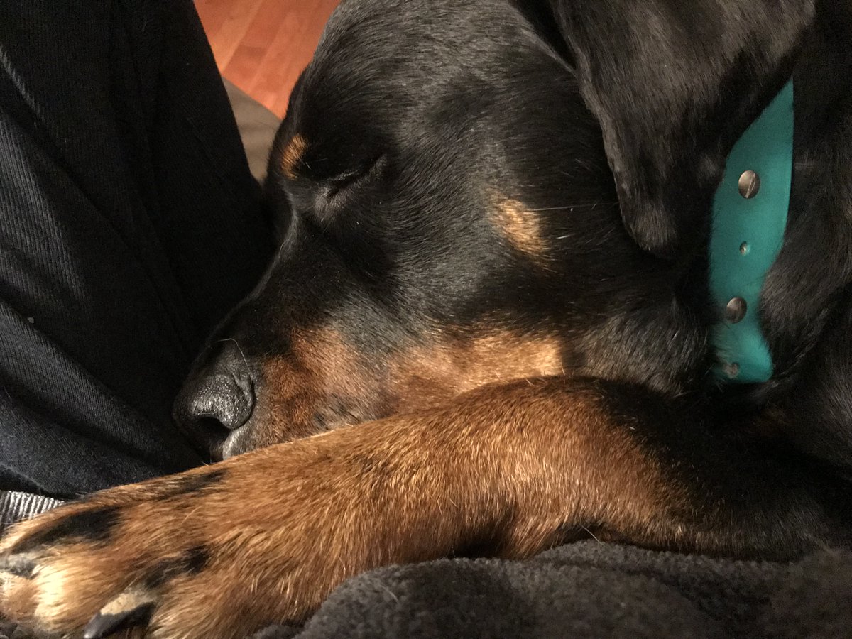 Rayna the Rottie tweet media