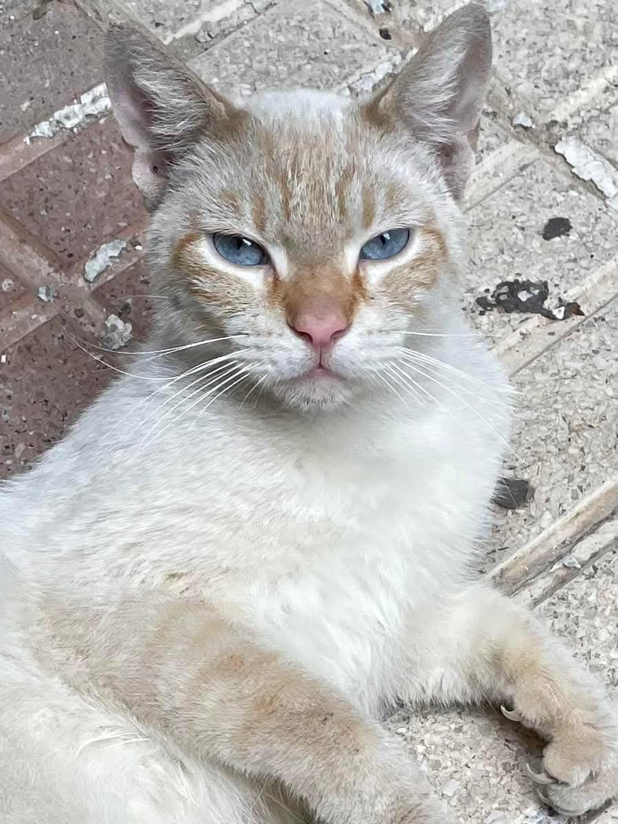 malaga_felina's tweet photo. 📢ACOGIDA URGENTE pequeño doblemente abandonado💔. Apareció herido boca y pata (posible caída), se pusieron carteles. El chico que lo llevó a la clínica "se lo iba a llevar". Ha vuelto a aparecer en la misma zona😭. Está en clínica. La veterinaria dice "no tiene ganas de vivir"😭 https://t.co/o1GrFZhBuj