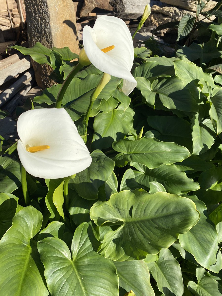 Asturias luce asombrosamente florida en este radiante y frío mes de #enero No te apetece pasearte con nuestros #guíaoficial por estos escenarios, de una manera relajada y sin muchedumbres? También estamos operativos en #invierno ☀️🌊💚 Contacto en: 610567260 Os esperamos!