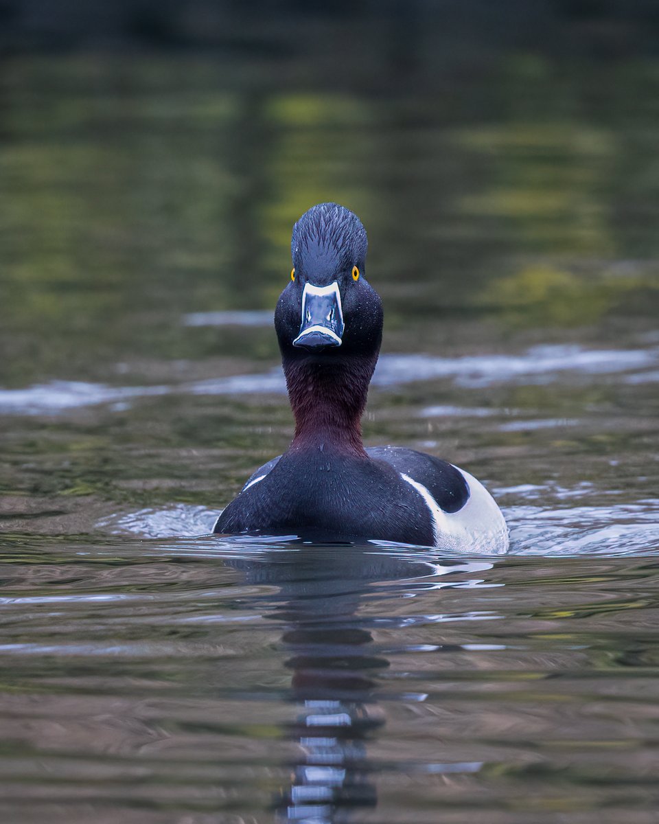 Ring-necked Duck....now relocated to Victoria Park, unfortunately the light was quite poor, from this morning. #ringneckedduck