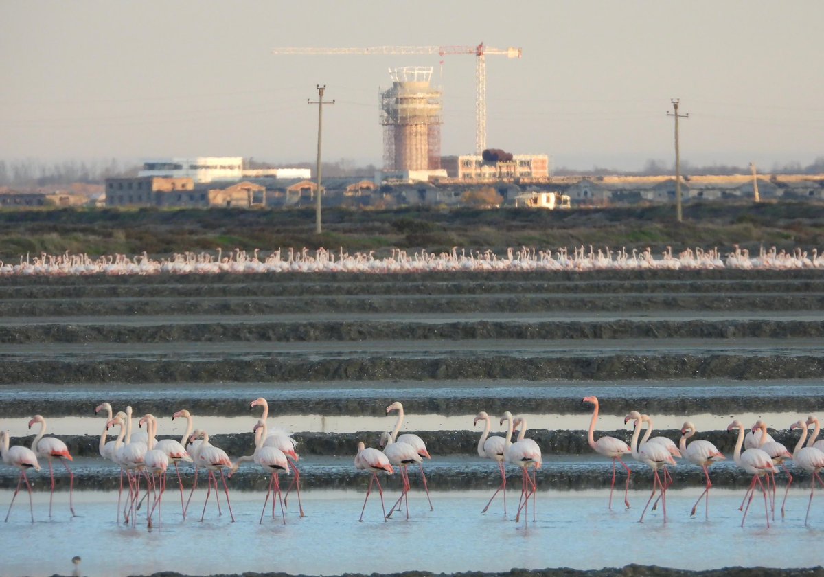 Access to the Vlora Airport construction site in Vjosa-Narta was denied again this year, blocking the bird census. This marks the third consecutive year, despite the Bern Convention's call to conduct such monitoring.