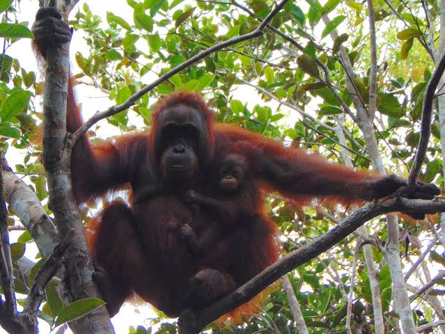 lady_orangutan's tweet photo. in which this lady gazes from high above the trees…...

...she observes.... studies..... she judges with care…......… this lady sees everything.....

watch yourselves........... https://t.co/K53Uhrq7F0