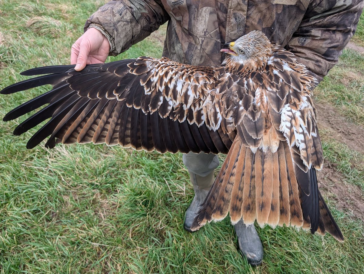 mattthesparrow's tweet image. Today we ringed our first full-grown Red Kite. I wouldn&apos;t normally include my ugly mug but thought it&apos;s worth doing so as a size comparison. This is a first-year bird and the underwing shots are particularly helpful. Hopefully the first of many!