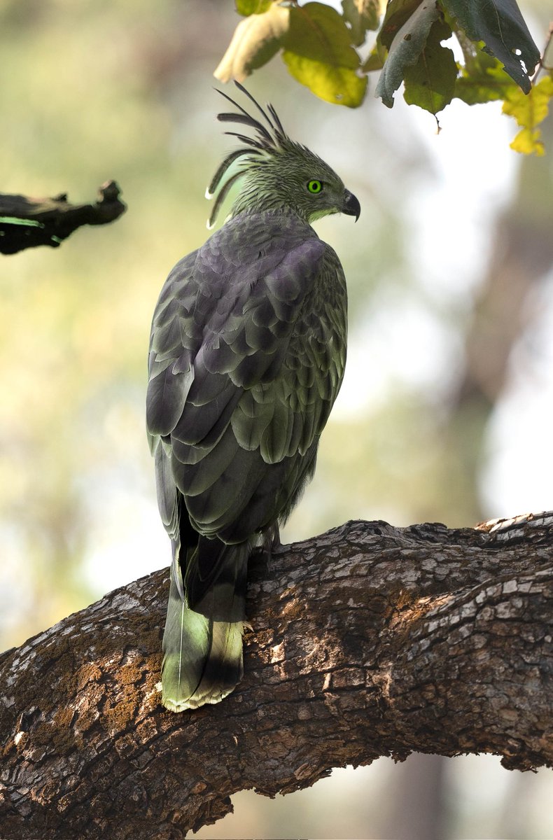 A majestic encounter in the wild! Captured this stunning Crested Hawk-Eagle Sony Wildlife Tour - India, organized by CameraLk, With its piercing gaze this raptor is truly a symbol of power and grace.
 #BirdsOfIndia #WildlifePhotography 
#CameraLK #SonyAlpha 
#IntoTheWild