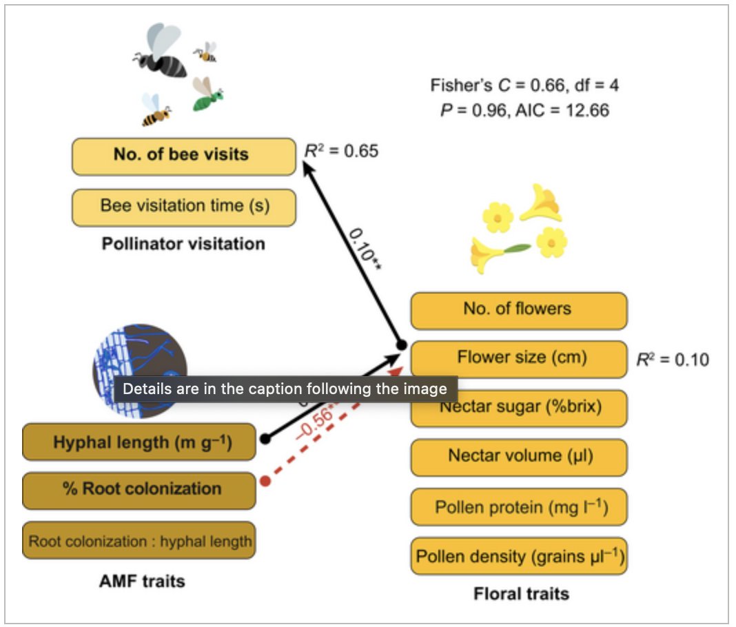 Beyond enhancing plant growth, arbuscular mycorrhizal interactions with plants’ roots can enhance flower size, resulting in increased pollination.

Discover more from <a href="/soilsandbees/">Aidee Guzman</a> and others in <a href="/NewPhyt/">New Phytologist</a>: nph.onlinelibrary.wiley.com/doi/10.1111/np…