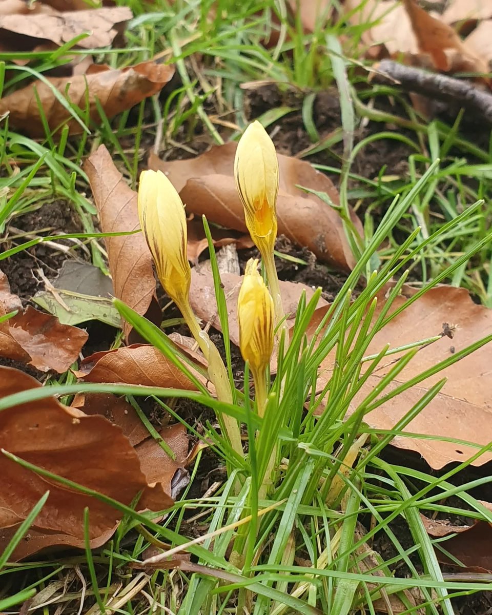 Despite the chilly weather a little splash of colour - is spring on its way 🤔