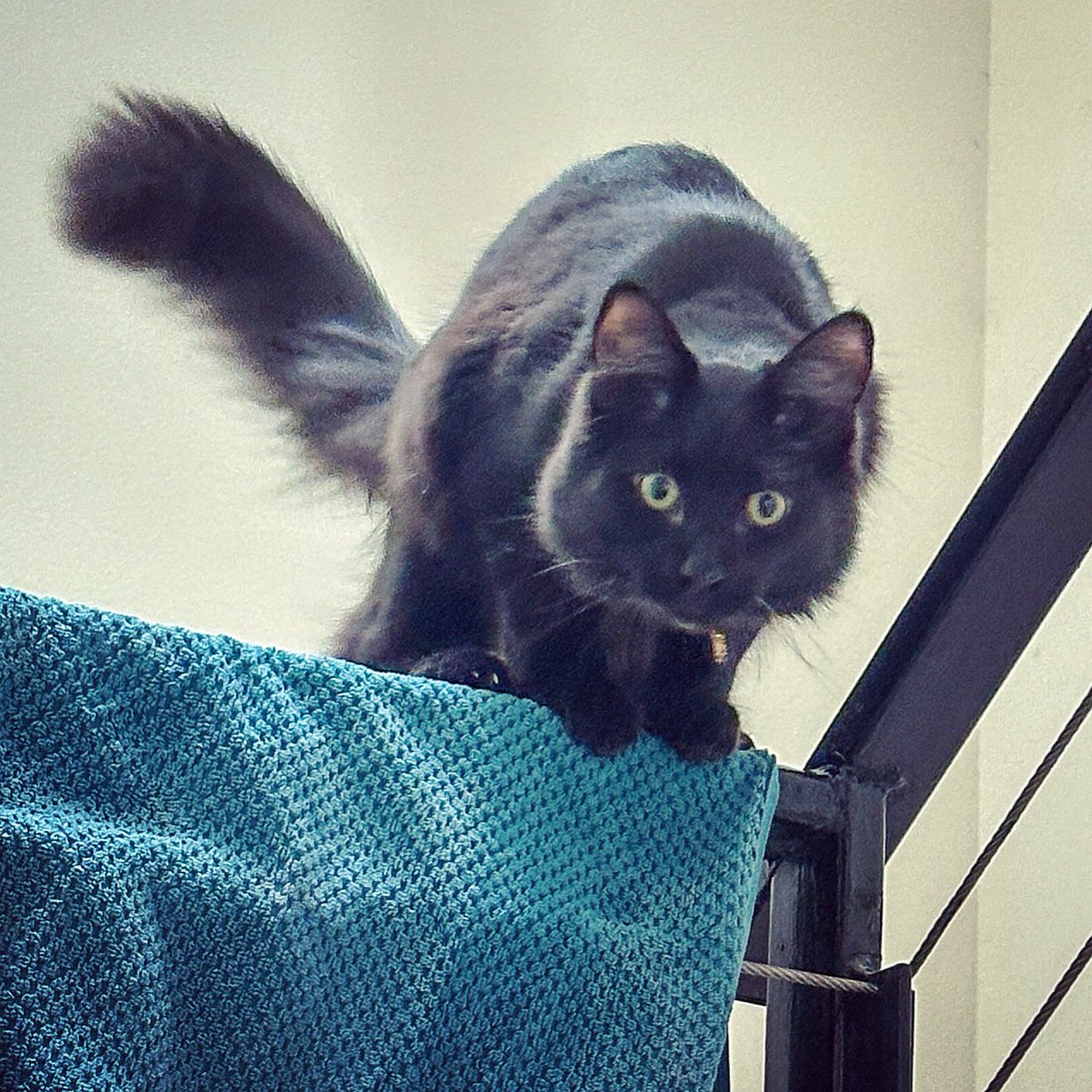 Happy #caturday furriends! Let’s play! 😸🐾🐾

#saturdaymorning #cats #CatsOfTwitter #AdoptDontShop #CatsOnTwitter