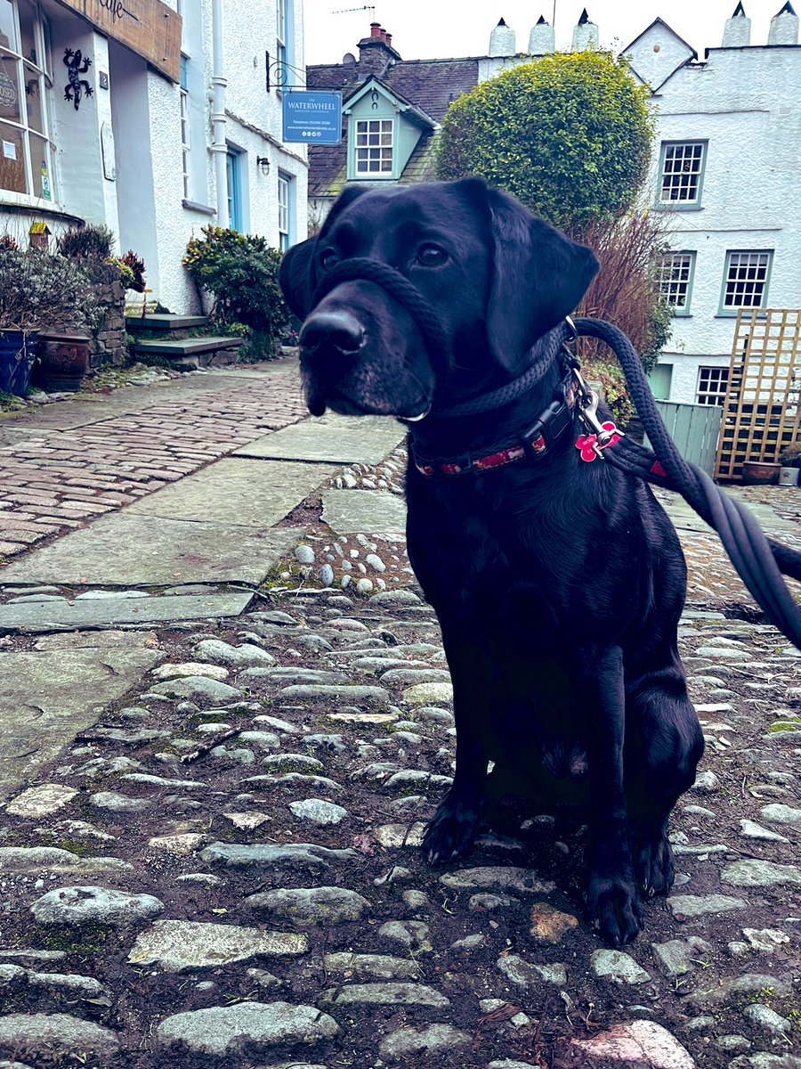 Davies74E's tweet photo. Trip to Ambleside with mini me & the pooch (who is a lead escapologist) & then home to admire the stillness of the view over the estuary. This year will be the year we move & I canβt wait #lakeslife π€πΎπ https://t.co/UD0iqso7vx