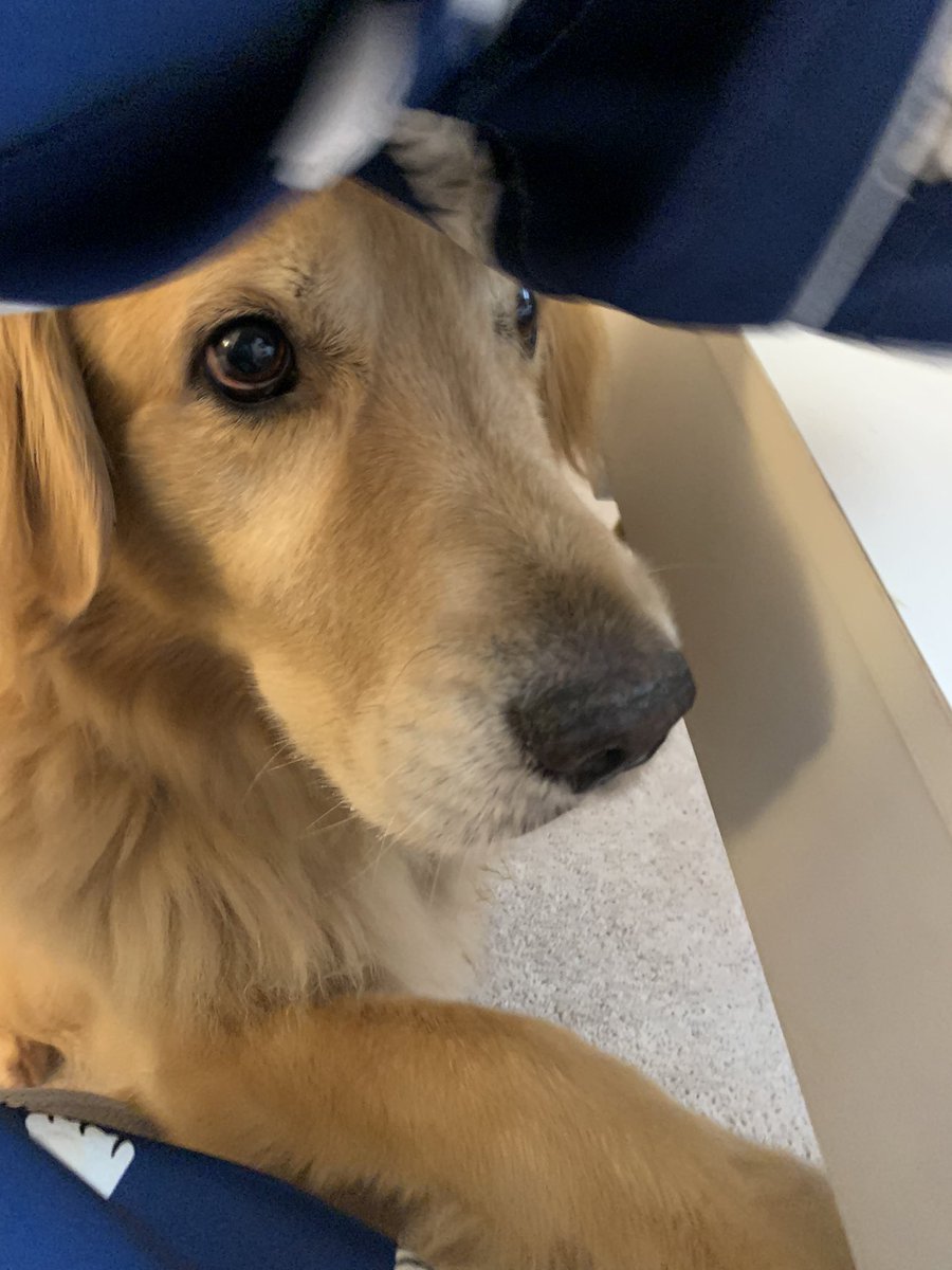 LauraKenney's tweet image. Someone is looking for scraps!  #cooperD #beggingnotbegging #dogsofX #goldenretriever