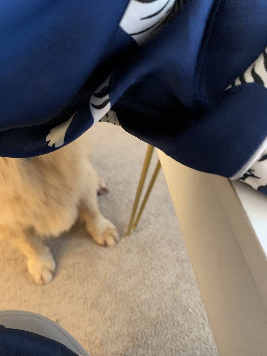 LauraKenney's tweet image. Someone is looking for scraps!  #cooperD #beggingnotbegging #dogsofX #goldenretriever