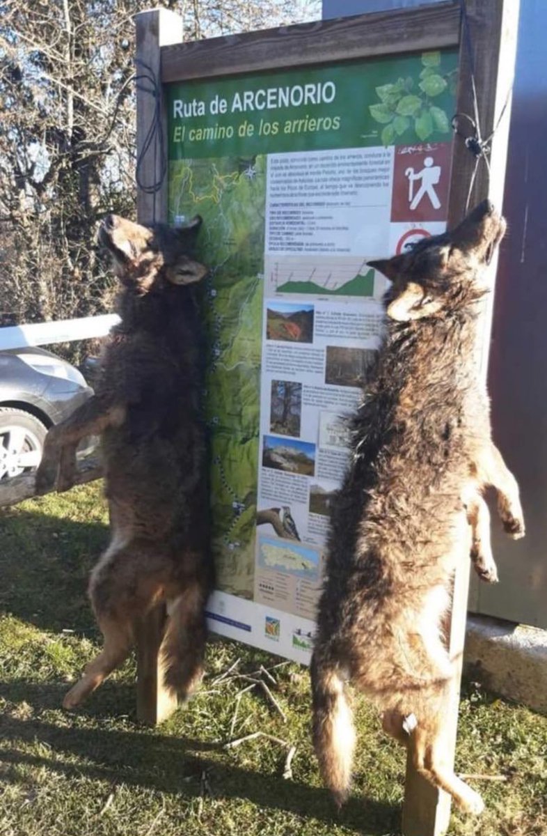 Lobo_Marley's tweet image. Hoy en Ponga han aparecido dos lobos de esta guisa. Este acto atroz responde a la inactividad/permisividad del gobierno de la región. Absolutamente vergonzoso que esto siga pasando en un país civilizado y que lo haya hecho gente que se supone que, al menos, sabe leer.