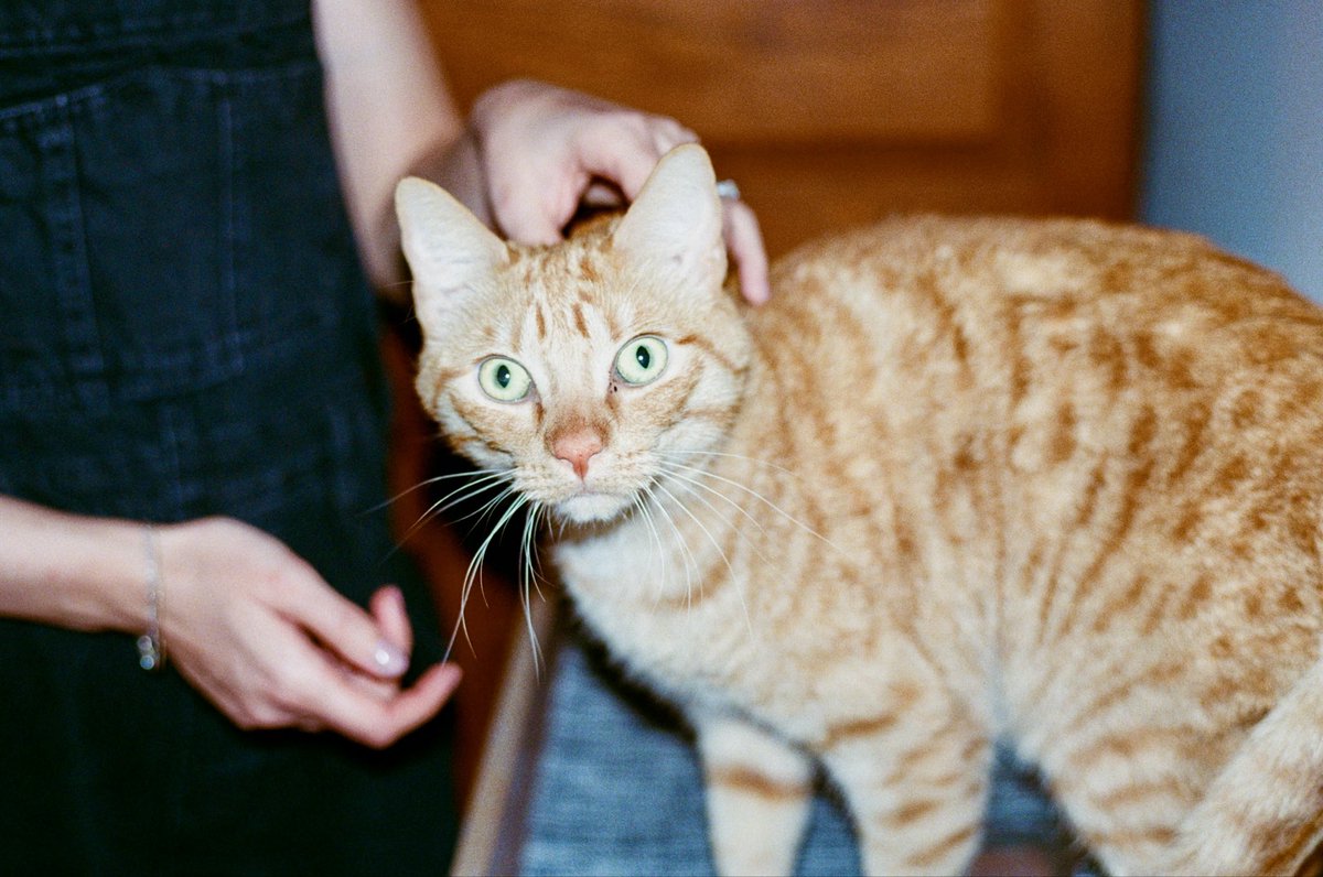 creespaschal's tweet image. Roll 2024-11-2 (Kodak Ultramax)