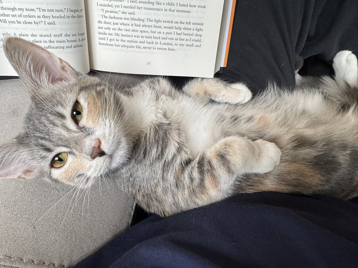caturday2020's tweet photo. She attacks every page as I turn them. ๐๐๐พ #kitten #catsofX #Caturday #cat #tinypaws @LolaJaye https://t.co/hm3lBfydeR