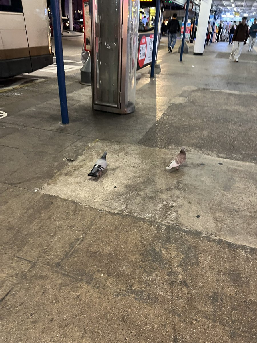 小狗y y tweet media