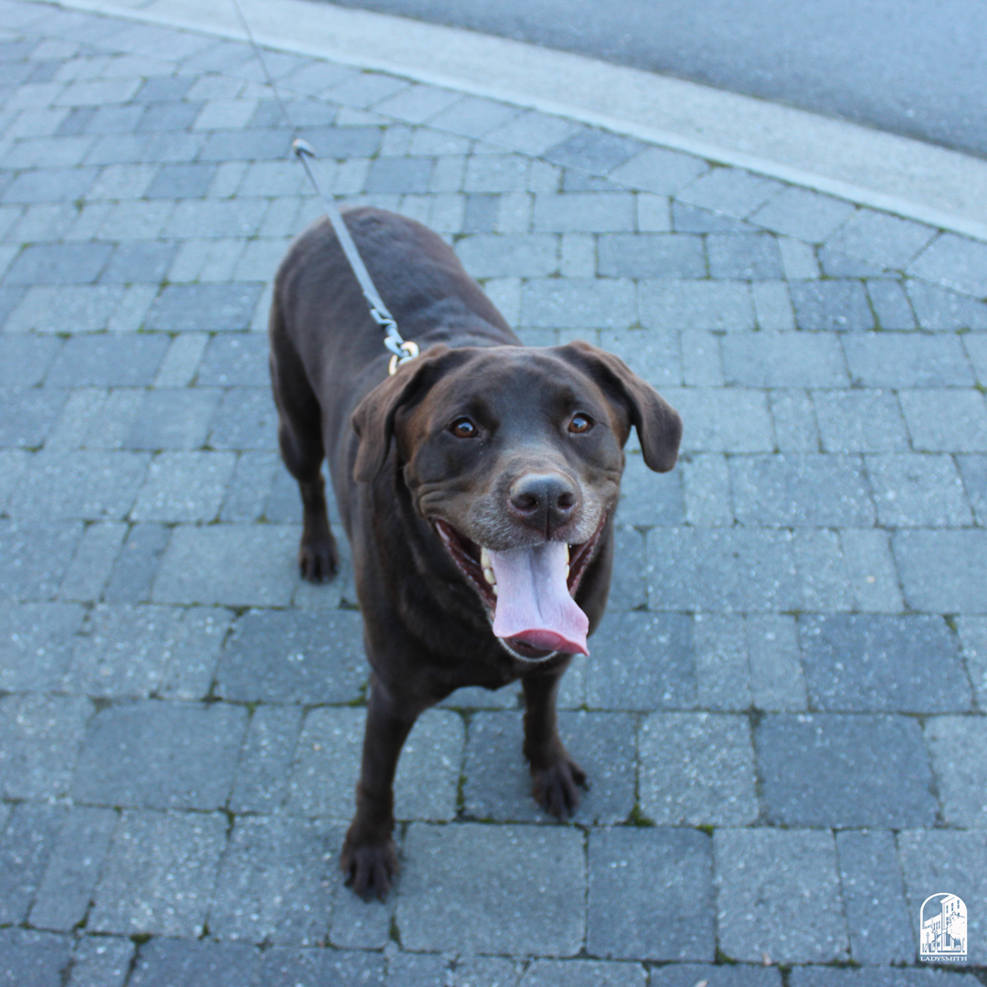 🐾 Dog owners, take note! 2025 Dog Licences are now available.

Purchase yours before 𝐅𝐞𝐛𝐫𝐮𝐚𝐫𝐲 𝟏 and save $10.

Licences can be purchased at City Hall, Frank Jameson Community Centre and For Pet’s Sake (416 1st Avenue).

Learn more ➡️ ladysmith.ca/our-services/p…