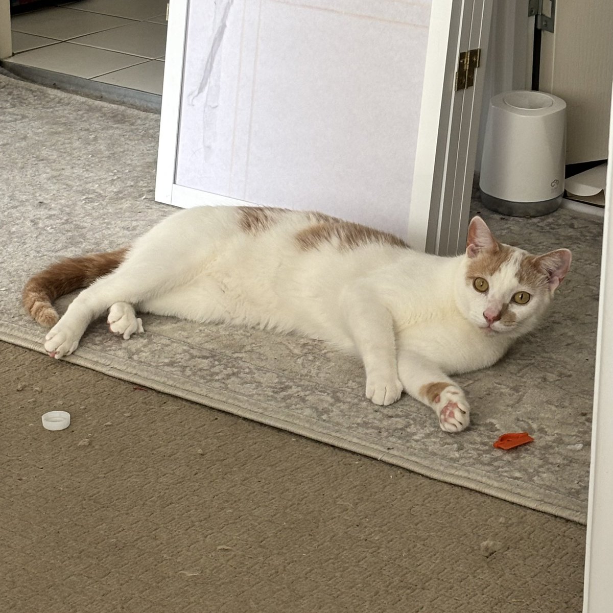 Hello Good Morning i was Not Eating Plastic 🥰 - Orville