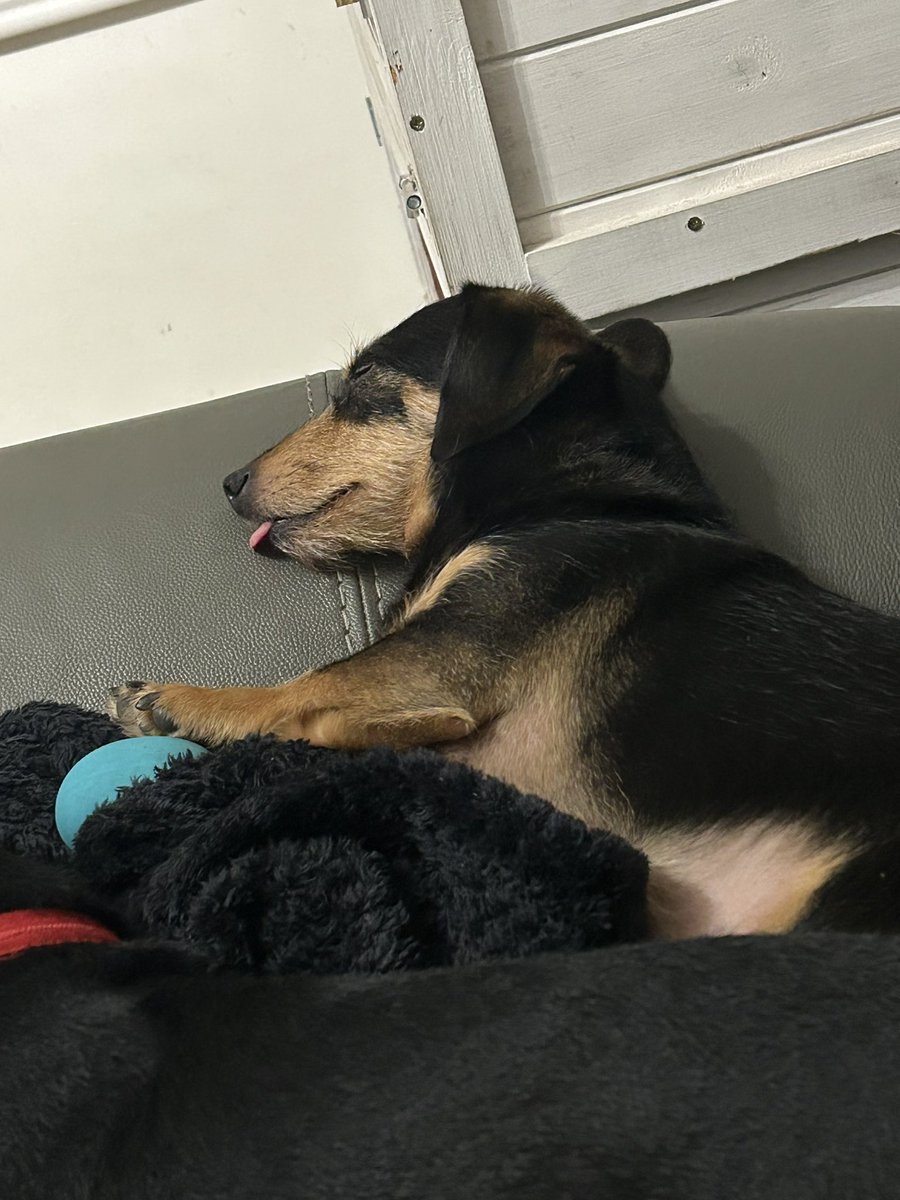 Duchess Gemma (MTE) aka Ms Tonks🐟 🇪🇺🇬🇧🕷 tweet media