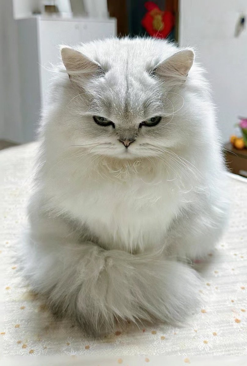 TheCatsX's tweet photo. Angy https://t.co/IS8hJ0NsXw