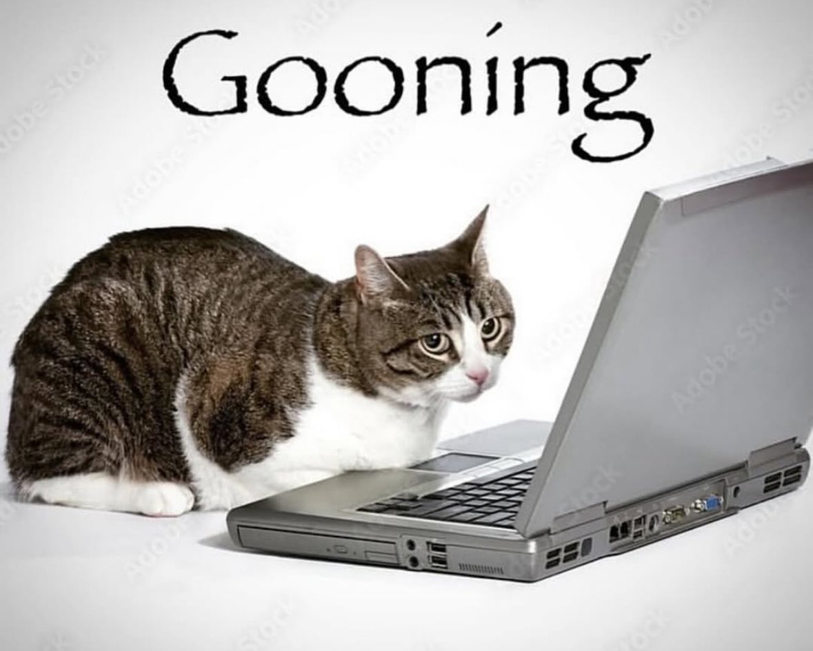 catsbeiingcats's tweet photo. https://t.co/etw2PhOdCU