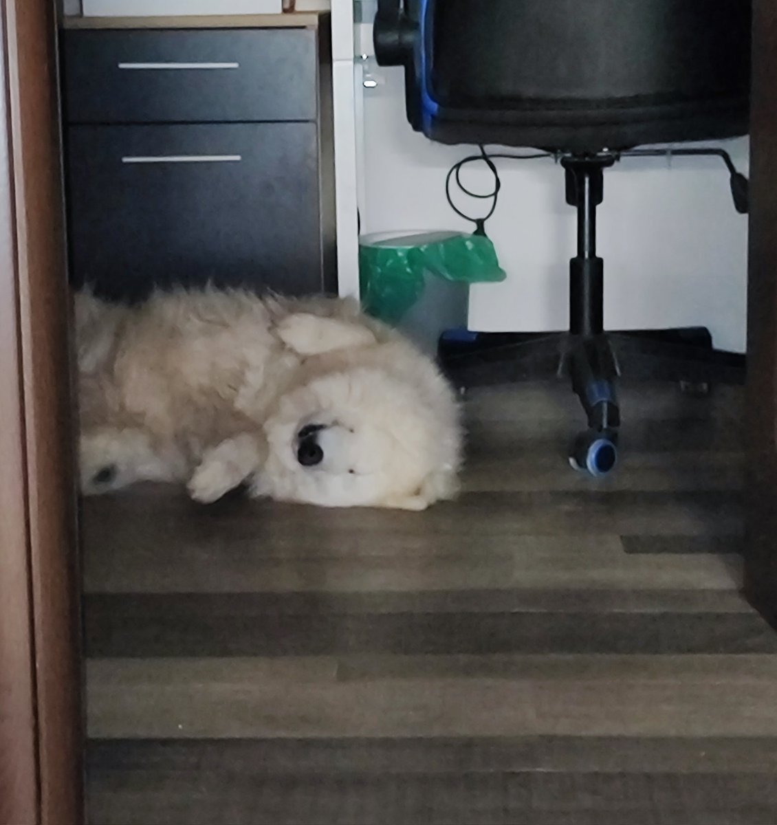 И ова се мачи.