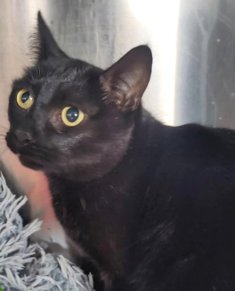 animalsmaresme's tweet image. Gat trobat a #MalgratdeMar. Està esterilitzat i és molt dòcil.
Sembla que no té sensibilitat a una de les potes davanteres, si saps d&apos;algú q l&apos;està cercant &amp;gt; 93 797 42 72 #xarxabarcelonatrobats #gràcies #maresme