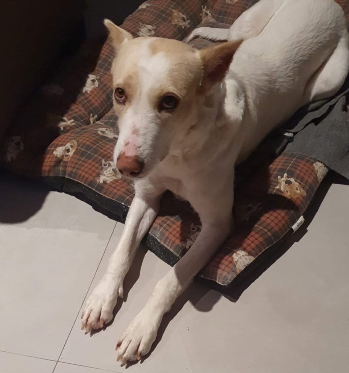 Sol sigue buscando familia, es una perrita de tres años y de unos veintiseis kilos, convive con niños y gatos. 649998147 le gusta el campo y los paseos y, como se puede ver, es una preciosidad. Puede viajar dentro de España. Difusión por favor.