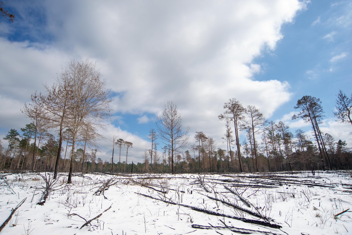 ❄️ SNOW WAY, Y'ALL!

We've got a winter storm headed for southeast Texas, forecast to bring temps in the teens, snow, and sleet. The visitor center will be closed on Tue, Jan 21.

Trails and waters will remain open. Stay warm! 🥶

#BigThicket #winter #txwx #winterstorm #snow