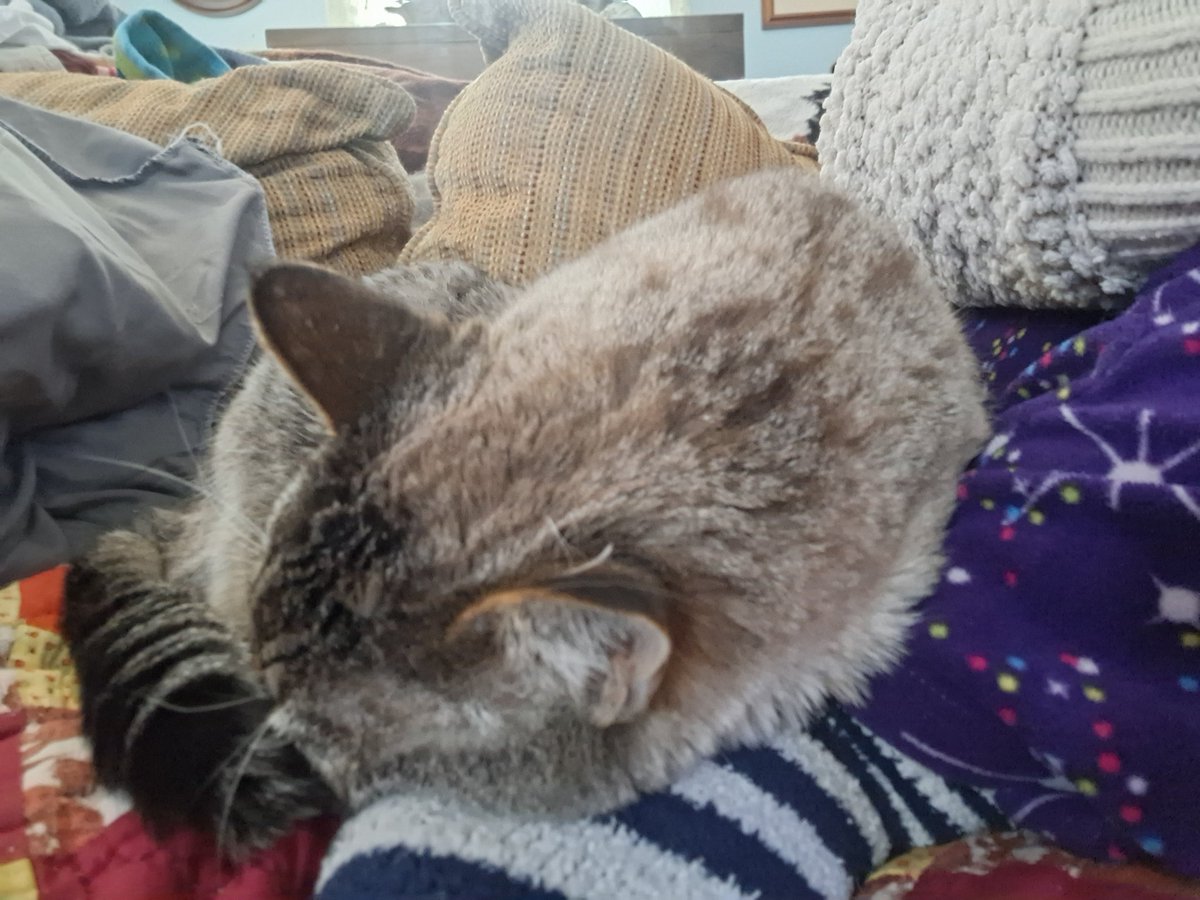 ChChavis's tweet photo. Sal follows me around meowing. Is it food, need water buddy...nope he wants to nap on my foot 🥰😻
#caturday https://t.co/WE1czF8XLI