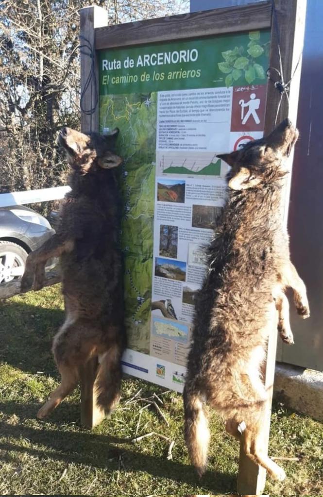 ascel_lobo's tweet image. Aparecen dos nuevos lobos colgados en Ponga (Asturias). Se recoge lo que se siembra. Si el Gobierno agroganadero astur quiere matar lobos, aquí está. Barbón, no se negocia con chantajistas ni terroristas. cc @AdrianBarbon #Ponga #Asturies.