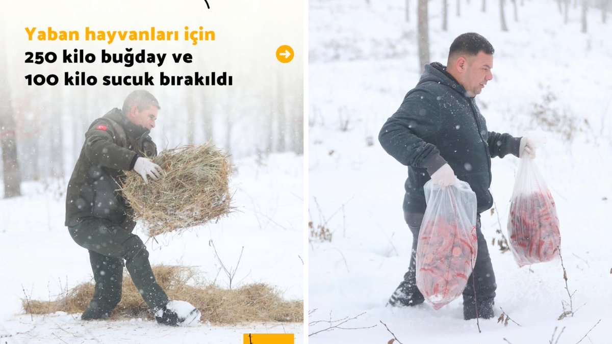 Yaban hayvanlarını beslemek zaten yanlışken, onları sucuk gibi işlenmiş ve baharatlı gıdalarla beslemek tehlikeyi katlar. Bu tür yiyecekler, doğal yaşamlarını ve sağlıklarını ciddi şekilde tehdit eder. Doğa Koruma ve Milli Parklar, bu hatalı uygulamalardan vazgeçmelidir.