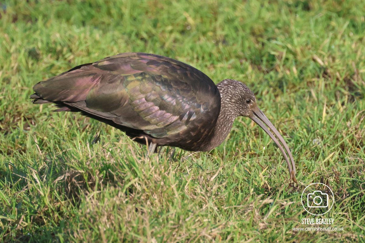 Steve Beazley (@mrliskatraz) on Twitter photo Not everyday you get to see a Glossy Ibis in Cornwall.
#Bude #Cornwall #canonphotography #CanonR7 <a href="/CBWPS1/">Cornwall Birds</a> <a href="/BTO_Cornwall/">British Trust for Ornithology in Cornwall 〓〓</a> <a href="/Natures_Voice/">RSPB</a> Not everyday you get to see a Glossy Ibis in Cornwall.
#Bude #Cornwall #canonphotography #CanonR7 <a href="/CBWPS1/">Cornwall Birds</a> <a href="/BTO_Cornwall/">British Trust for Ornithology in Cornwall 〓〓</a> <a href="/Natures_Voice/">RSPB</a>