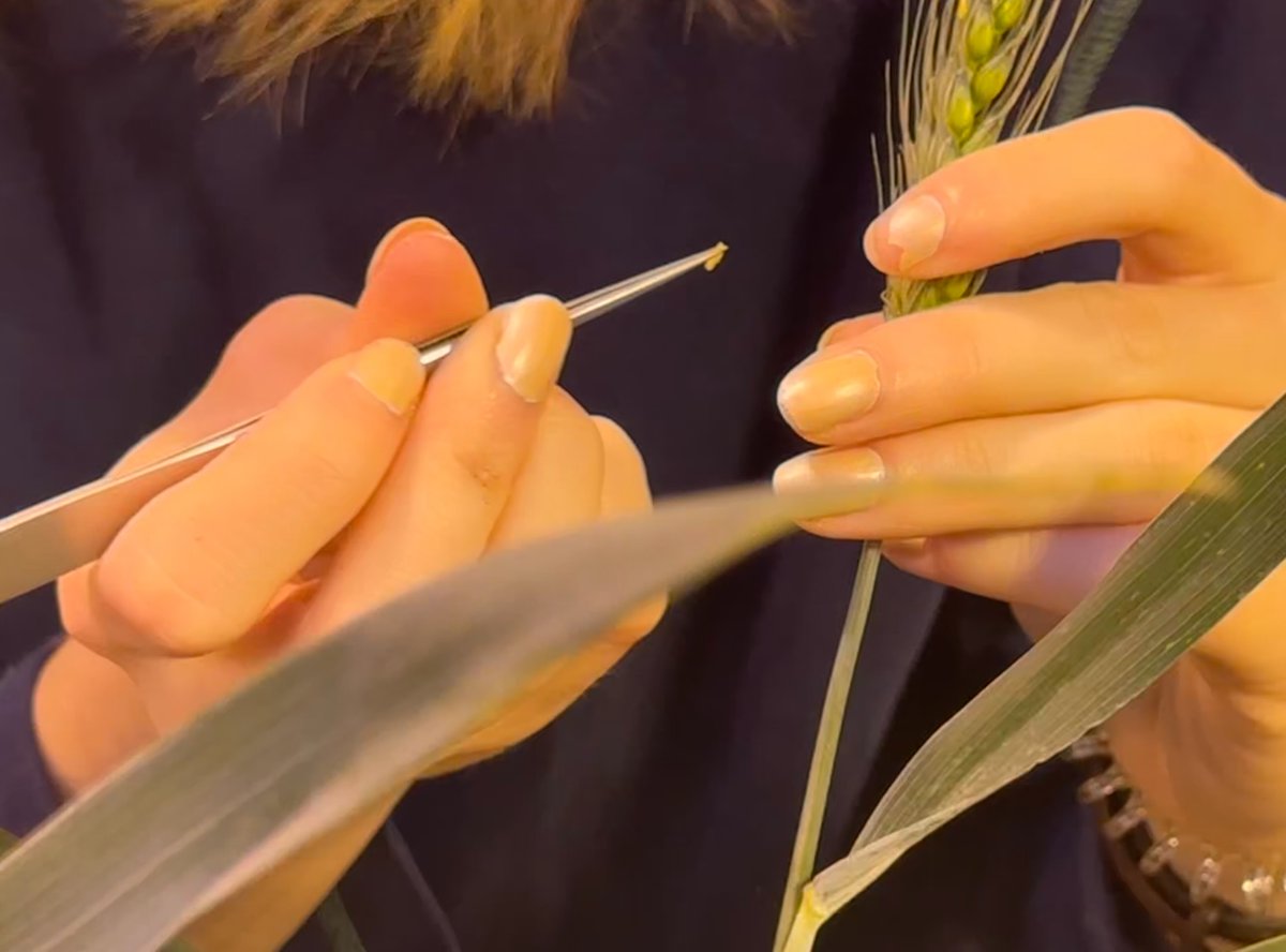 ragtseedsuk's tweet photo. Cross breeding is carried out between existing varieties to create new varieties with the most desirable traits such as good yield, disease resistance, protein content.
Follow along to learn more about what goes on behind the scenes of your crops! 🌾
#CropScience #CrossBreeding #PlantBreeding #AgricultureInnovation #SustainableFarming #CropDevelopment #FarmersLife #PlantGenetics