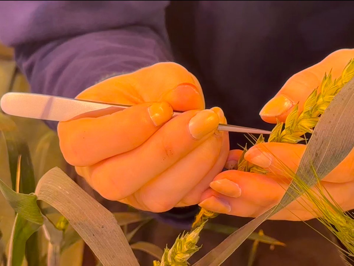 ragtseedsuk's tweet photo. Cross breeding is carried out between existing varieties to create new varieties with the most desirable traits such as good yield, disease resistance, protein content.
Follow along to learn more about what goes on behind the scenes of your crops! 🌾
#CropScience #CrossBreeding #PlantBreeding #AgricultureInnovation #SustainableFarming #CropDevelopment #FarmersLife #PlantGenetics