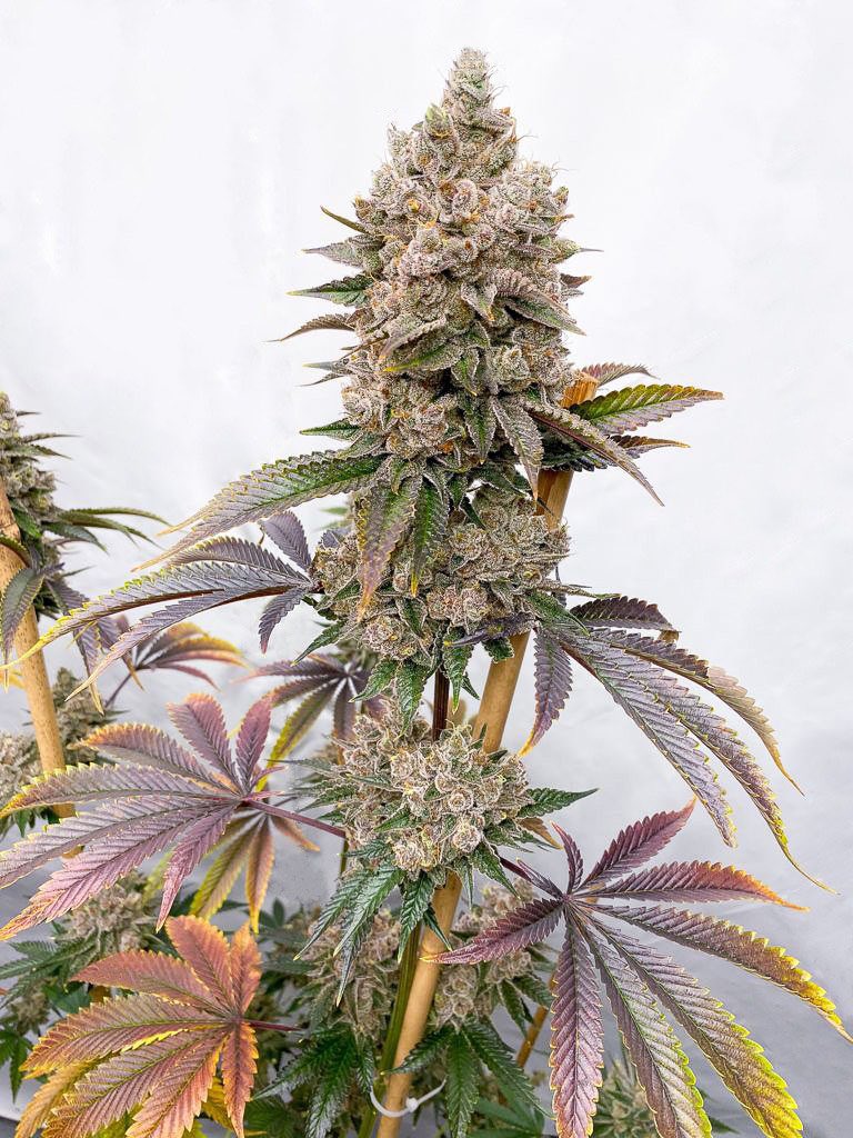 That Bahama Berry Fade 🍂 

Bahama Berry (Strawberry x Bahama Mama) 🤪🍓🌴

Bred, grown and selected by <a href="/SolfireGardens/">Solfire Gardens</a> 

#SolfireGardens #SolfireOrNoFire #RiseWithThePhoenix