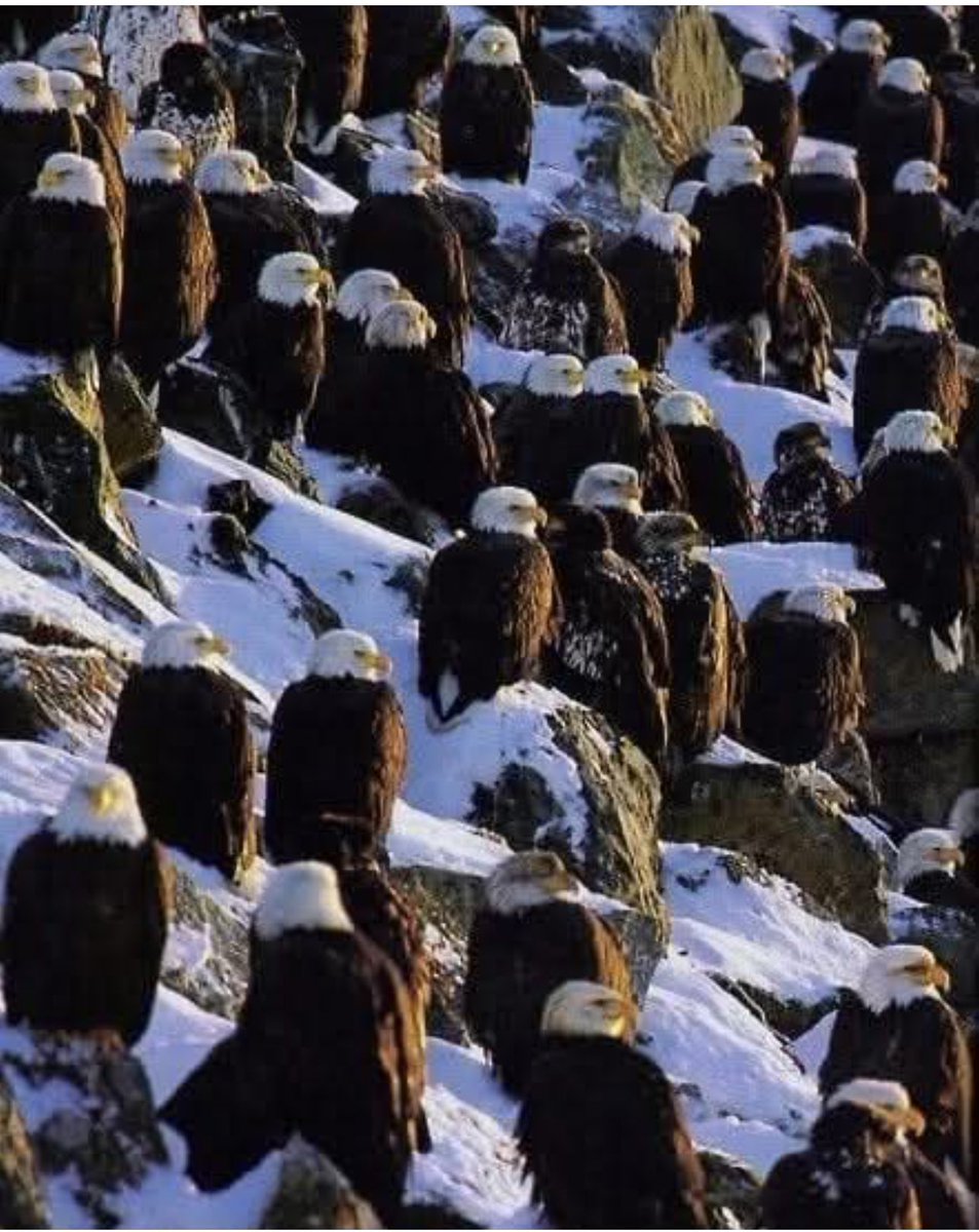 The crowds are already starting to gather in Washington DC to welcome back Donald Trump back to American leadership as President.