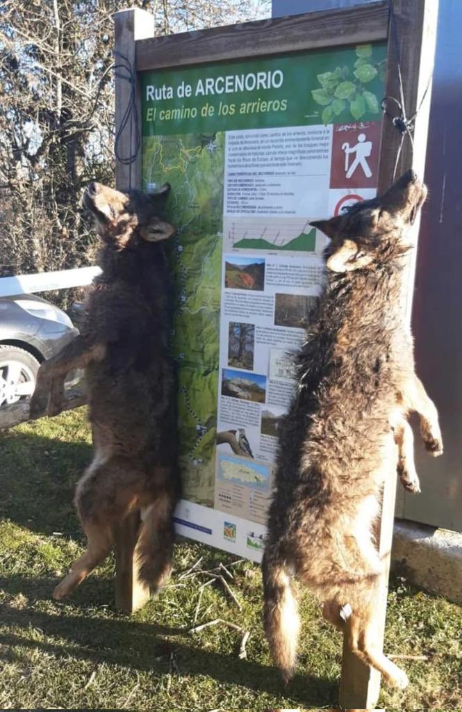 Aparecen 2 lobos colgados en Ponga (Asturias). Un nuevo crimen contra este animal tan perseguido. El gobierno de Asturias con su campaña contra el lobo azuza estos comportamientos. La impunidad frente a estos hechos no debe ser una opción, pero no se han resuelto casos similares.
