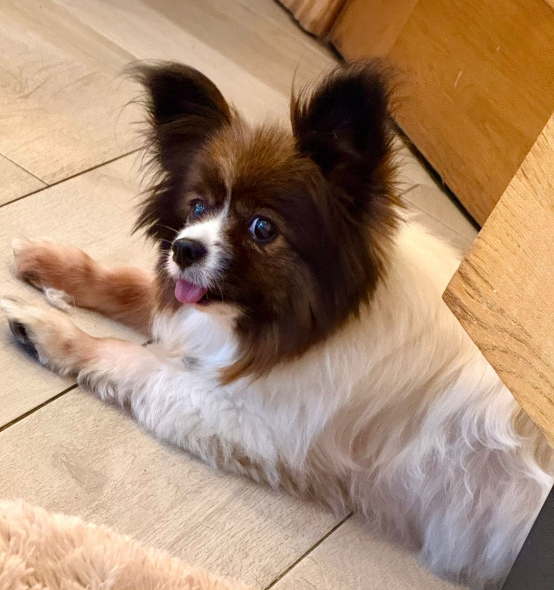 Meet Deva 💜 Deva is a 14 years old Pomeranian X who has just arrived in Oldies Club care. She will be under assessment for at least the next few weeks in her foster home in the West Midlands.  Once fully assessed and ready for rehoming a full writeup will feature on our website