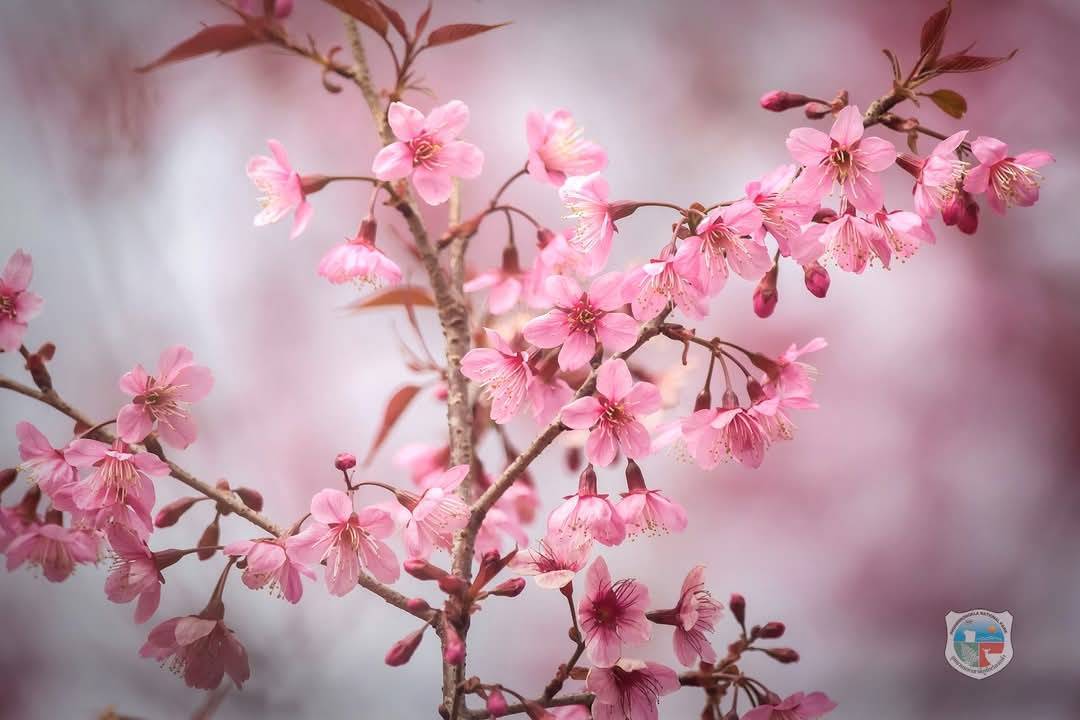 pr_prdnp's tweet image. 📍"หุบเขาสีชมพู" ที่สวยที่สุดในประเทศไทย บน.."ภูลมโล" อุทยานแห่งชาติภูหินร่องกล้า ในพื้นที่อำเภอด่านซ้าย จังหวัดเลย ความสวยงามและความอ่อนหวานนี้ จะผลิดอกเบ่งบานสะพรั่ง ให้ยลโฉมเพียงปีละ 1 ครั้ง 

#ดอกนางพญาเสือโคร่ง #ซากุระเมืองไทย #อุทยานแห่งชาติภูลมโล #เลย #กรมอุทยานแห่งชาติ