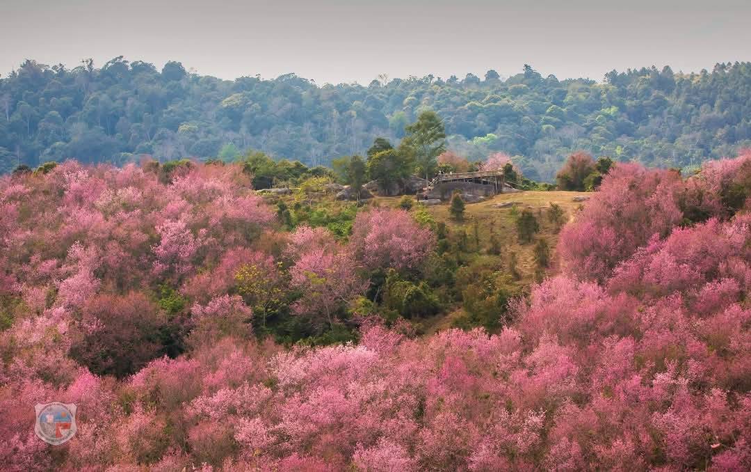 pr_prdnp's tweet image. 📍"หุบเขาสีชมพู" ที่สวยที่สุดในประเทศไทย บน.."ภูลมโล" อุทยานแห่งชาติภูหินร่องกล้า ในพื้นที่อำเภอด่านซ้าย จังหวัดเลย ความสวยงามและความอ่อนหวานนี้ จะผลิดอกเบ่งบานสะพรั่ง ให้ยลโฉมเพียงปีละ 1 ครั้ง 

#ดอกนางพญาเสือโคร่ง #ซากุระเมืองไทย #อุทยานแห่งชาติภูลมโล #เลย #กรมอุทยานแห่งชาติ
